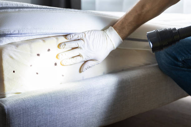 Best Bed Bug Extermination  in Del Norte, CO
